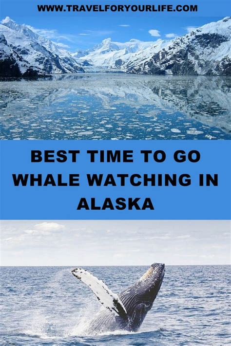 Best Time To Go Whale Watching In Alaska Alaska Travel Cruise Whale