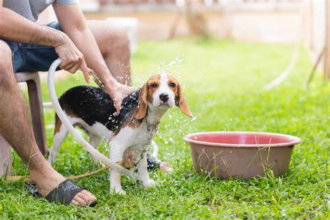 8 Consejos Para Cuidar De Tu Mascota En Verano Centro Comercial Los