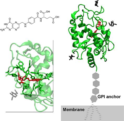 A Look At ReceptorLigand Pairs For Active Targeting Drug Delivery From