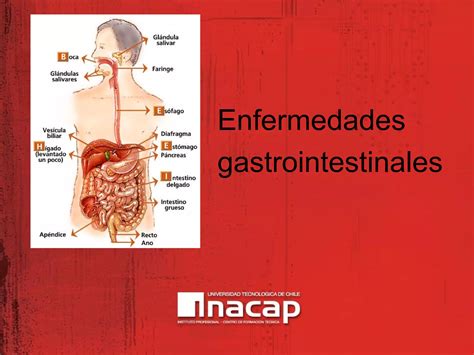 Enfermedades Gastrointestinales Ppt