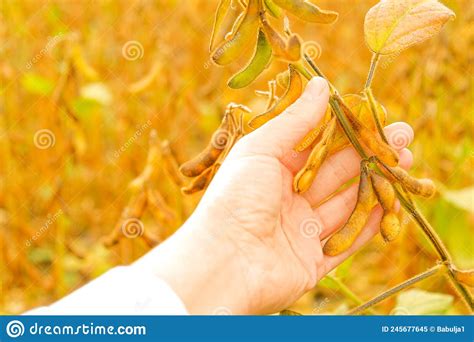 Farmer In Soybean Field Pods Of Soybeans In A Female Hand Field Of