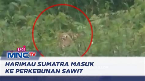 Warga Rekam Kehadiran Harimau Di Kebun Kelapa Sawit Sumbar LIP 09 01