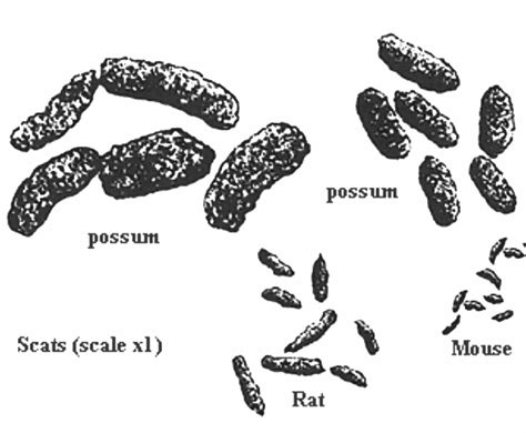 What You Need To Know About Possum Droppings (2022) - Wildlife Removal ...