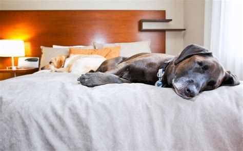 Pet Friendly Hotels in Cocoa Beach