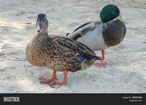 Teal Duck Bird Animal Image & Photo (Free Trial) | Bigstock