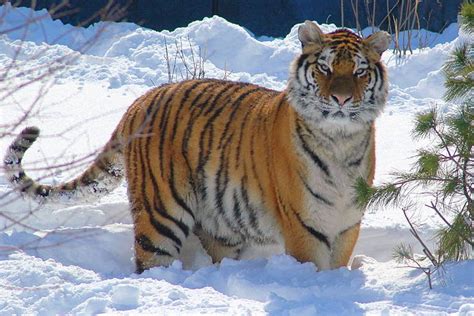 Amur Tiger Tracking Wwf