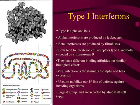 PPT - Interferons PowerPoint Presentation - ID:1266371