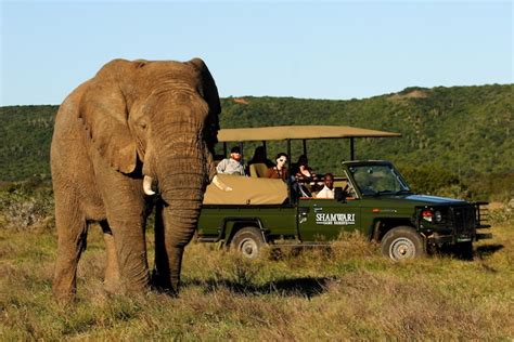 Shamwari Game Reserve South Africa Review The Arbuturian