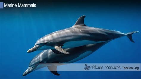 Dolphin Fin Vs Shark Fin • Blane Perun's TheSea.Org