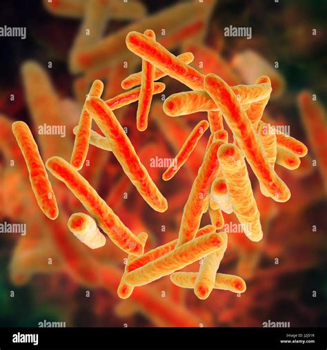 Las Bacterias De La Tuberculosis Equipo Ilustraciones De Mycobacterium