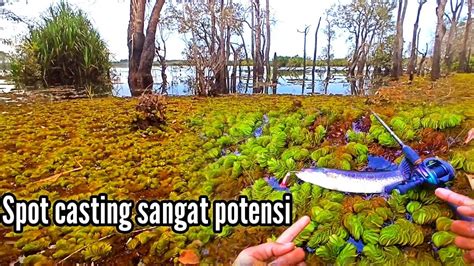 Casting Toman Bunga Kalimantan Spot Danau Wisata Danau Asam