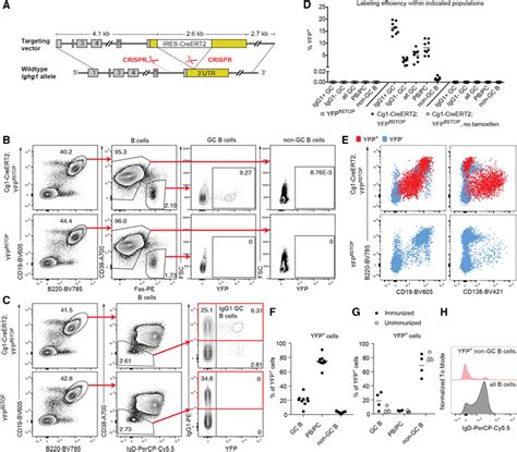 A Crisprcas9‐mediated Targeting Of Ires‐creert2 Into The Cγ1 Locus