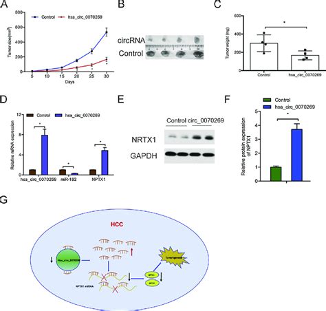 Hsa Circ Overexpression Reduced Xenograft Tumor Growth In Vivo