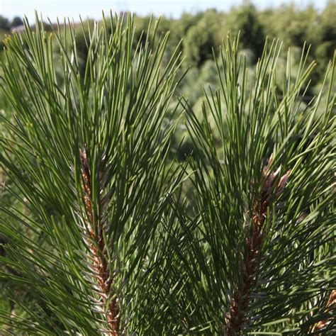 Pinus Nigra Nigra Pin Noir D Autriche Grand Conif Re Croissance Rapide