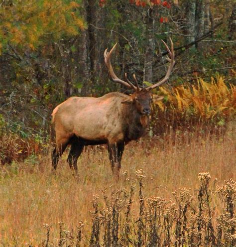 Bull Elk Canon T3i 600d Cataloochee Valley Great Smoky Mou Flickr