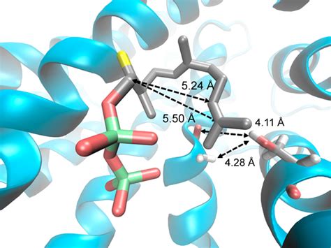 Evolutionary and Mechanistic Insights from the Reconstruction of α