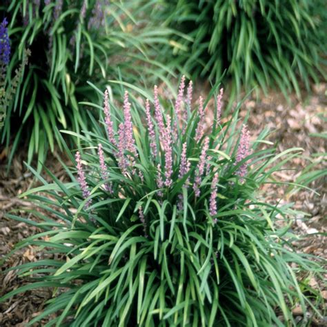 Liriope Spicata Creeping Lilyturf Siteone