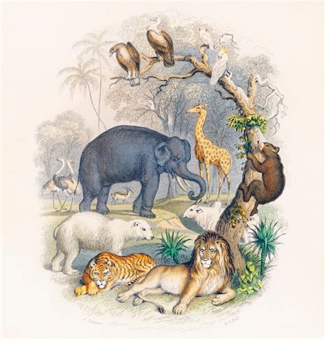 Historia Da Natureza - Capa de Uma história da terra e natureza animada (1820) por Oliver ...