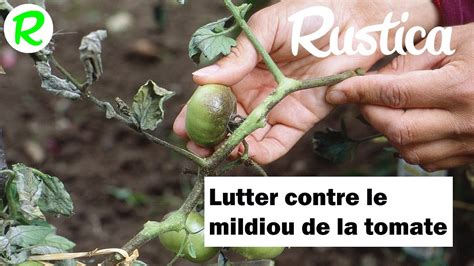 Comment Lutter Contre Le Mildiou De La Tomate YouTube