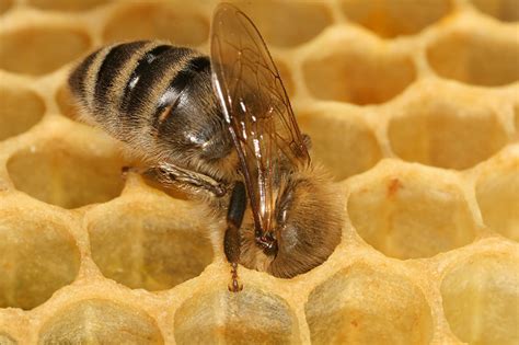 Qué TIPOS DE ABEJAS producen MIEL Innatia