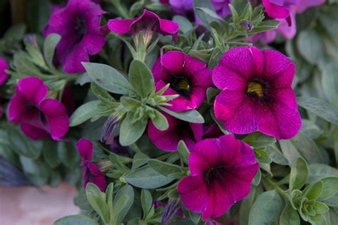 Calibrachoa Grow Guide How To Plant And Care For Million Bells Bbc