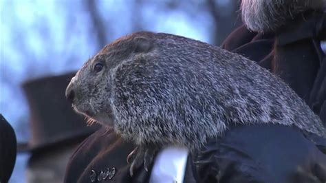 El mal tiempo se prolongará seis semanas más predice la marmota Phil