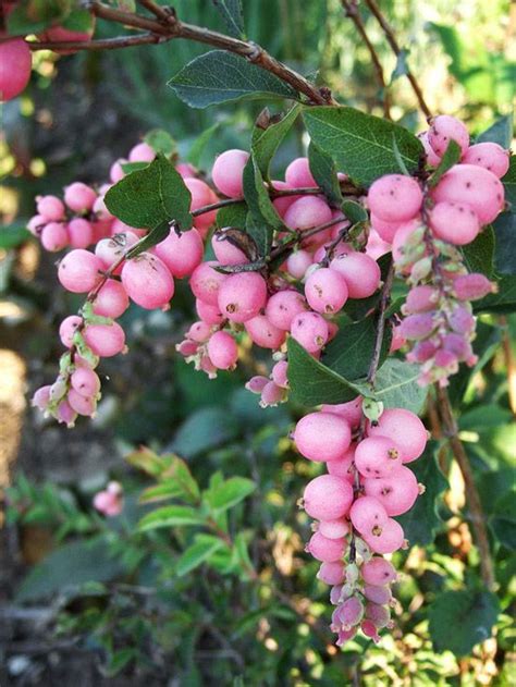 Fruit Plants Zone 6 - Thuem Garden Plant