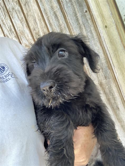 Standard Schnauzer Puppies For Sale Glasco Ks 537501