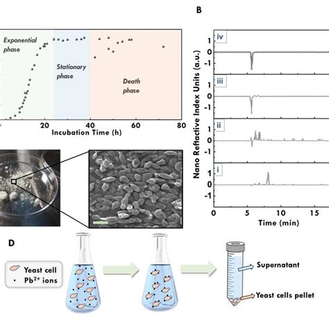 Atr Ftir And Xps Characterization Of Yeast Biomass A Full Atr Ftir