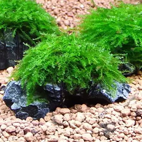 Canton Aquatics | Weeping Moss Vesicularia Ferriei