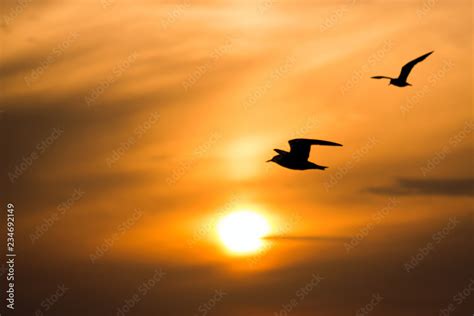 Bird Soaring Sunrise