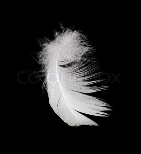 Hvid fjer isoleret på hvid baggrund | Stock foto | Colourbox