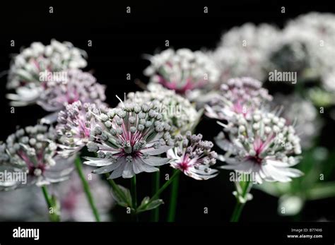 Astrantia Major Georges Form Hi Res Stock Photography And Images Alamy