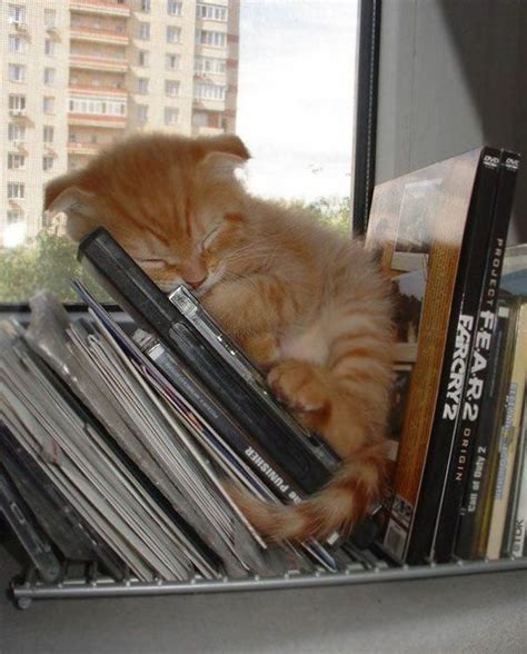 Сон важнее — кошки, которые спят вопреки всему | Fotos de gatinhos ...