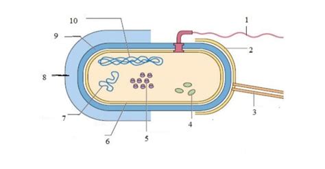 Struktur Tubuh Bakteri Dan Masing Fungsinya Riset