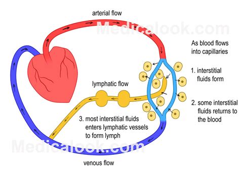 Lymph fluid - human anatomy organs