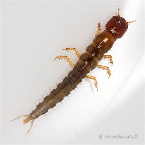 Staphylinidae Larvae