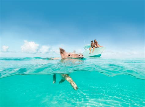 Swimming Pigs Excursion - Staniel Cay Adventures, Exuma Cays