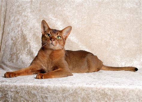 10 Rare Domestic Cat Breeds The Mummy Toolbox