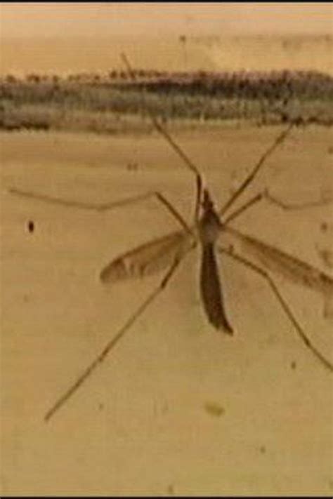 Mosquito Hawk Bite
