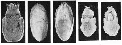 Figure 2 From CONTRIBUTIONS TO THE KNOWLEDGE OF THE RED SEA NO 31