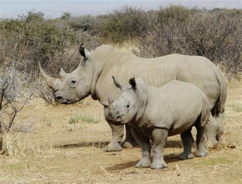 Bracconieri In Azione In Botswana I Rinoceronti Rischiano L Estinzione