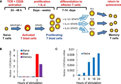 Frontiers T Cell Receptor And Cytokine Signaling Can Function At