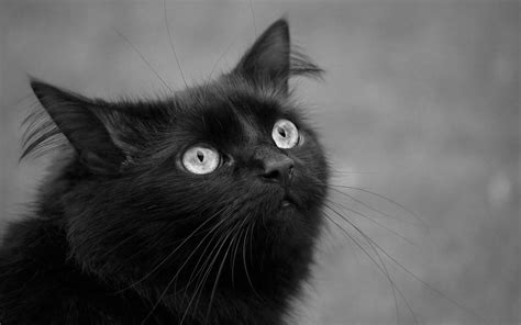 Download Fantastic Black Cat With White Eyes Wallpaper