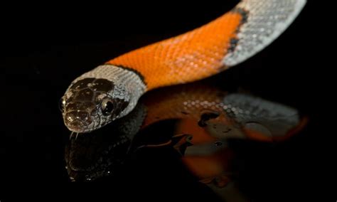 Sonhar Cobra Coral no Jogo do Bicho Números da Sorte