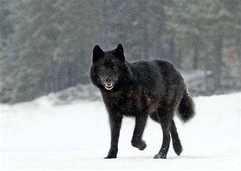 Writer Nick Jans captivates audience with tales of Romeo the wolf ...