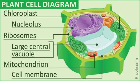 Images Of Plant Cell Diagram Awesome A Labeled Diagram Of the Plant ...