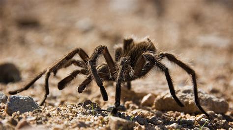 Californias Tarantulas Are On The Move During Mating Season Kqed Science