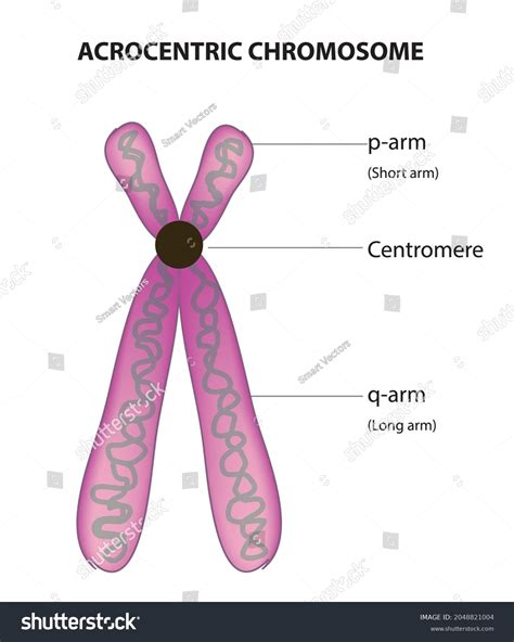 Biological Illustration Acrocentric Chromosome Centromere Located Stock Vector Royalty Free