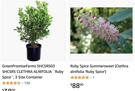 Plant FAQs: Clethra Ruby Spice